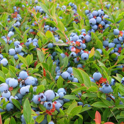 Everstrong Blueberries