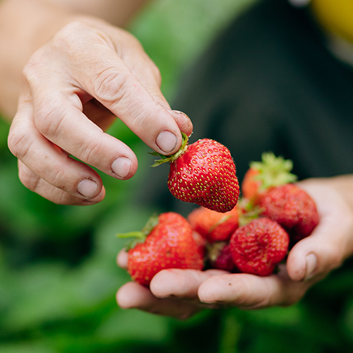 OJC Picking Strawberries
